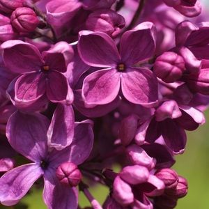 Meet your Posher, Zoya